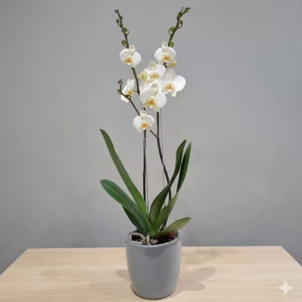 Orquídeas  a Domicilio Bogotá  – Dos varas