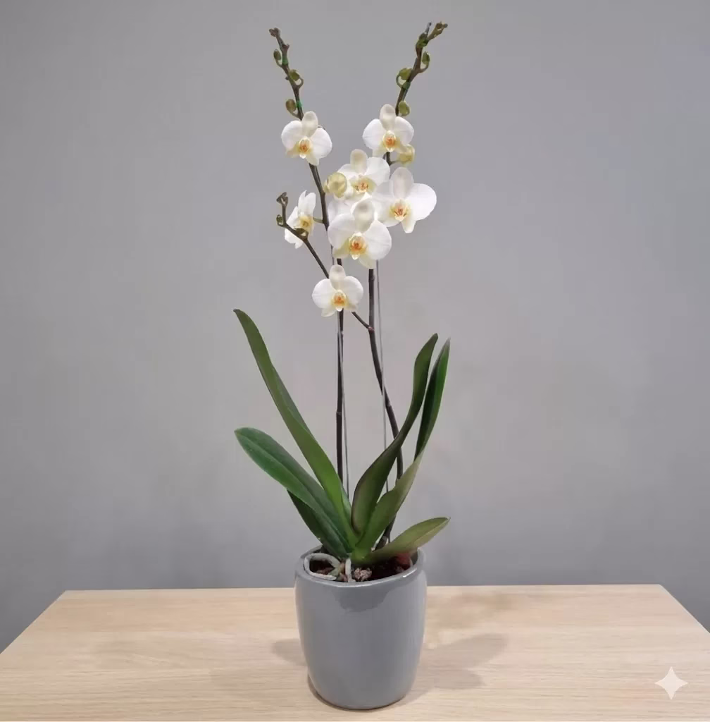 Orquídea de dos varas con tarjeta personalizada, detalle a domicilio en Bogotá.